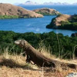 Tempat Wisata Hits di Pulau Komodo yang Seru Buat Liburan