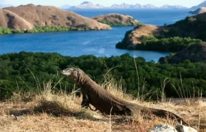 Tempat Wisata Hits di Pulau Komodo yang Seru Buat Liburan