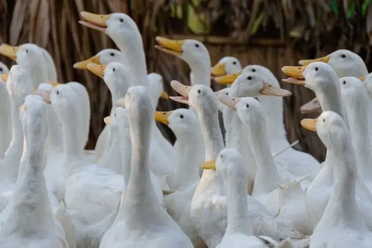 Cara Beternak Bebek Peking untuk Pedaging dan Petelur