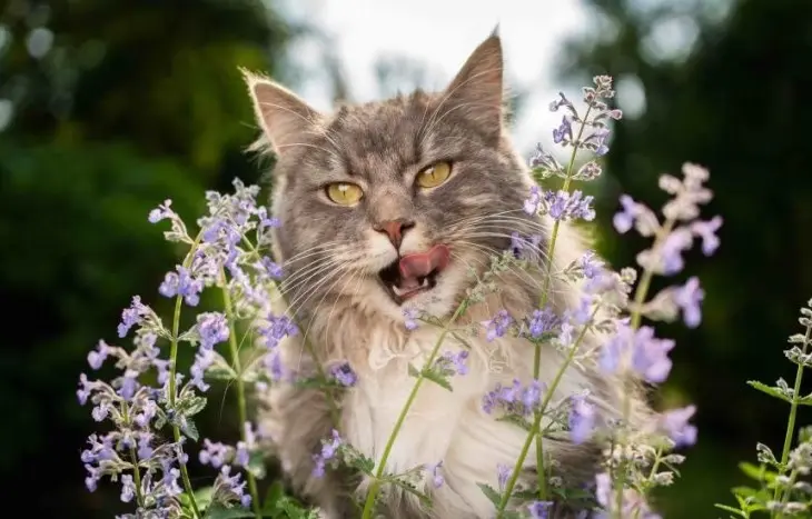 Manfaat Catnip untuk Kucing: Mengusir Serangga secara Alami