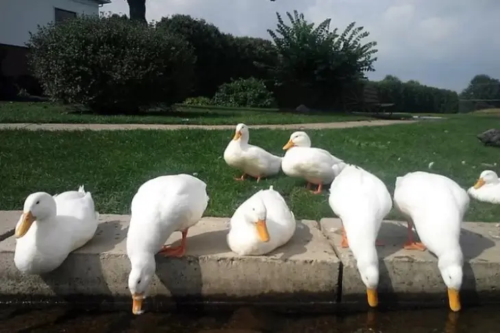 Keuntungan Beternak Bebek Peking