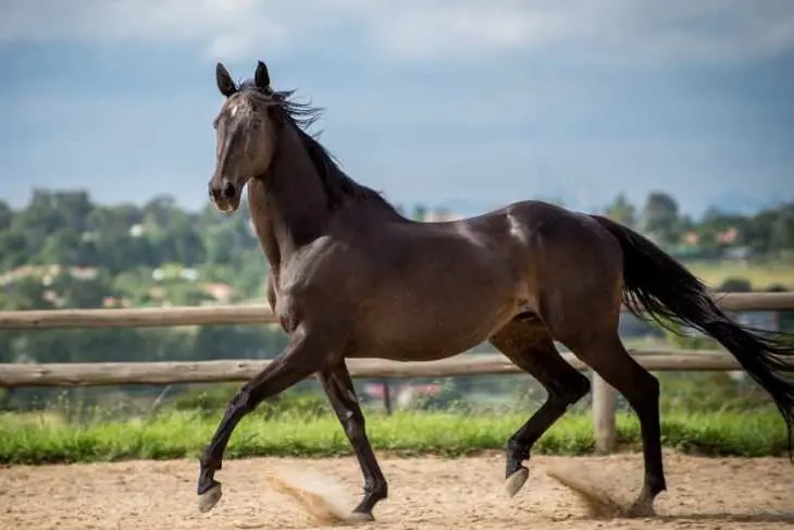 Fakta Menarik Kuda Thoroughbred: Ras Kuda Tercepat dan Paling Prestisius di Dunia